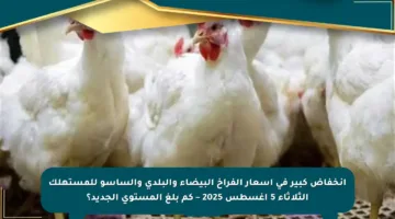 انخفاض كبير في أسعار الفراخ البيضاء والبلدي والساسو للمستهلك الثلاثاء 5 أغسطس 2025 – كم بلغ المستوى الجديد؟